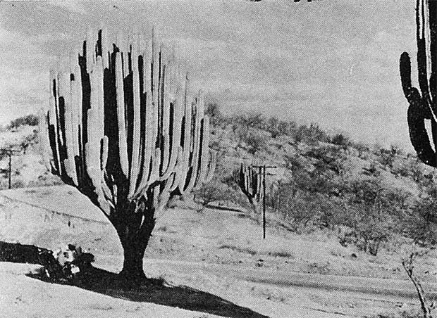 メキシコの大サボテン。モーターサイクルは、まるで玩具のようだ